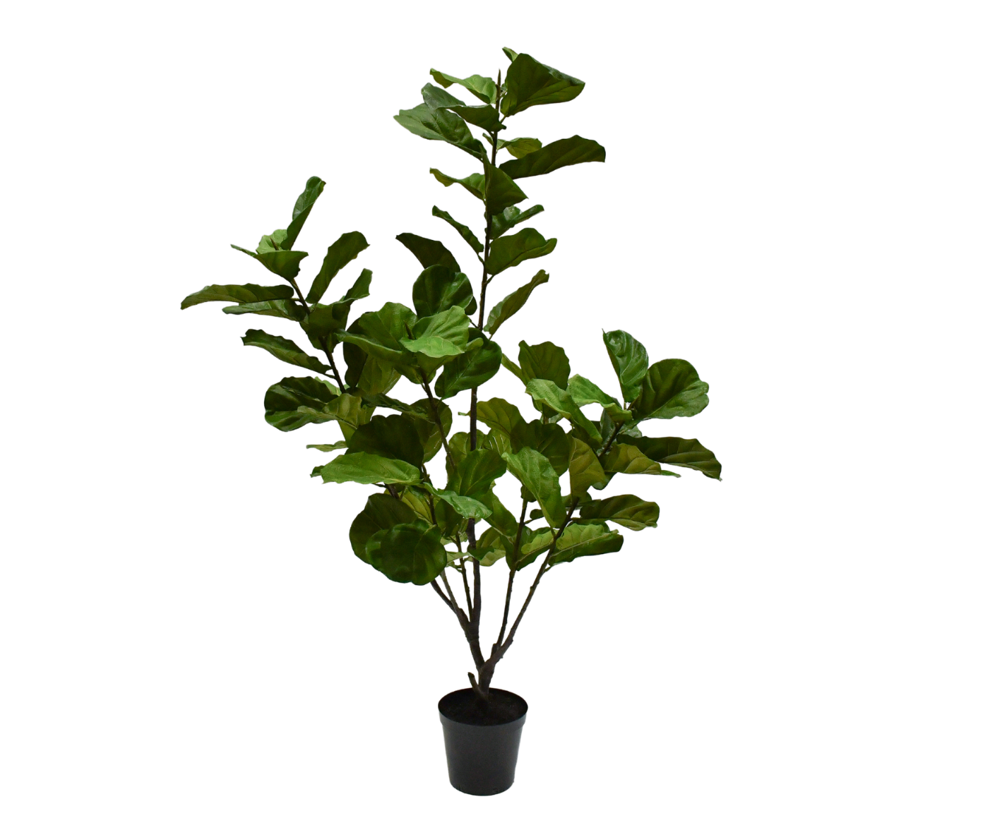 Plant Ficus Groen | 213 cm