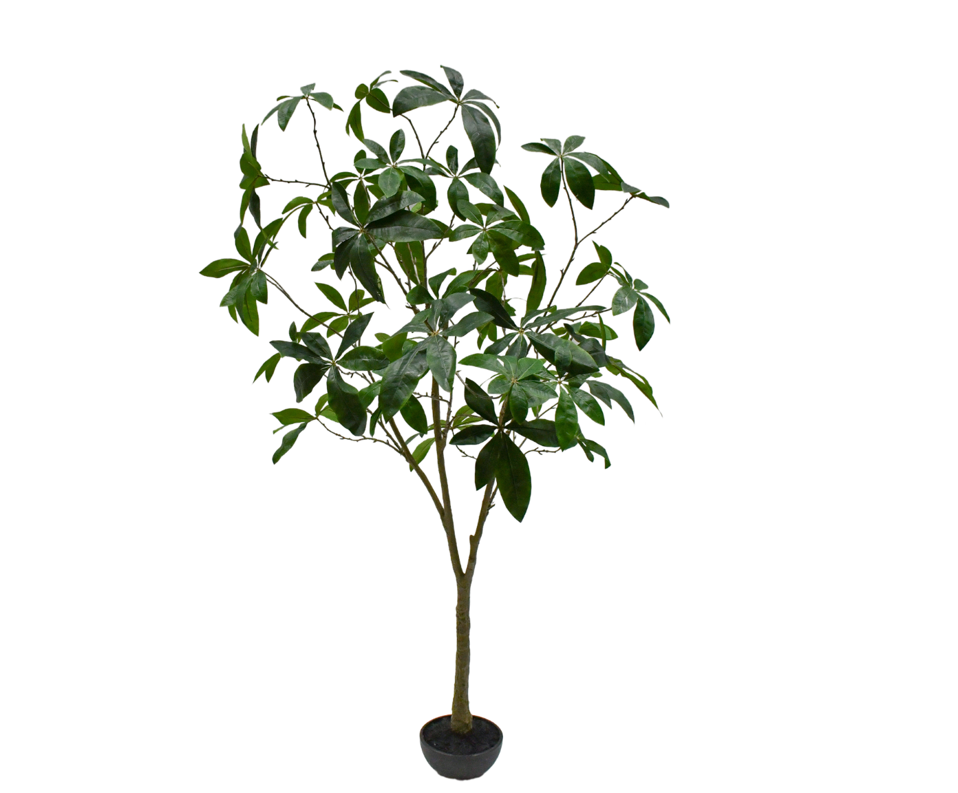 Plant Schefflera Groen FR | 205 cm