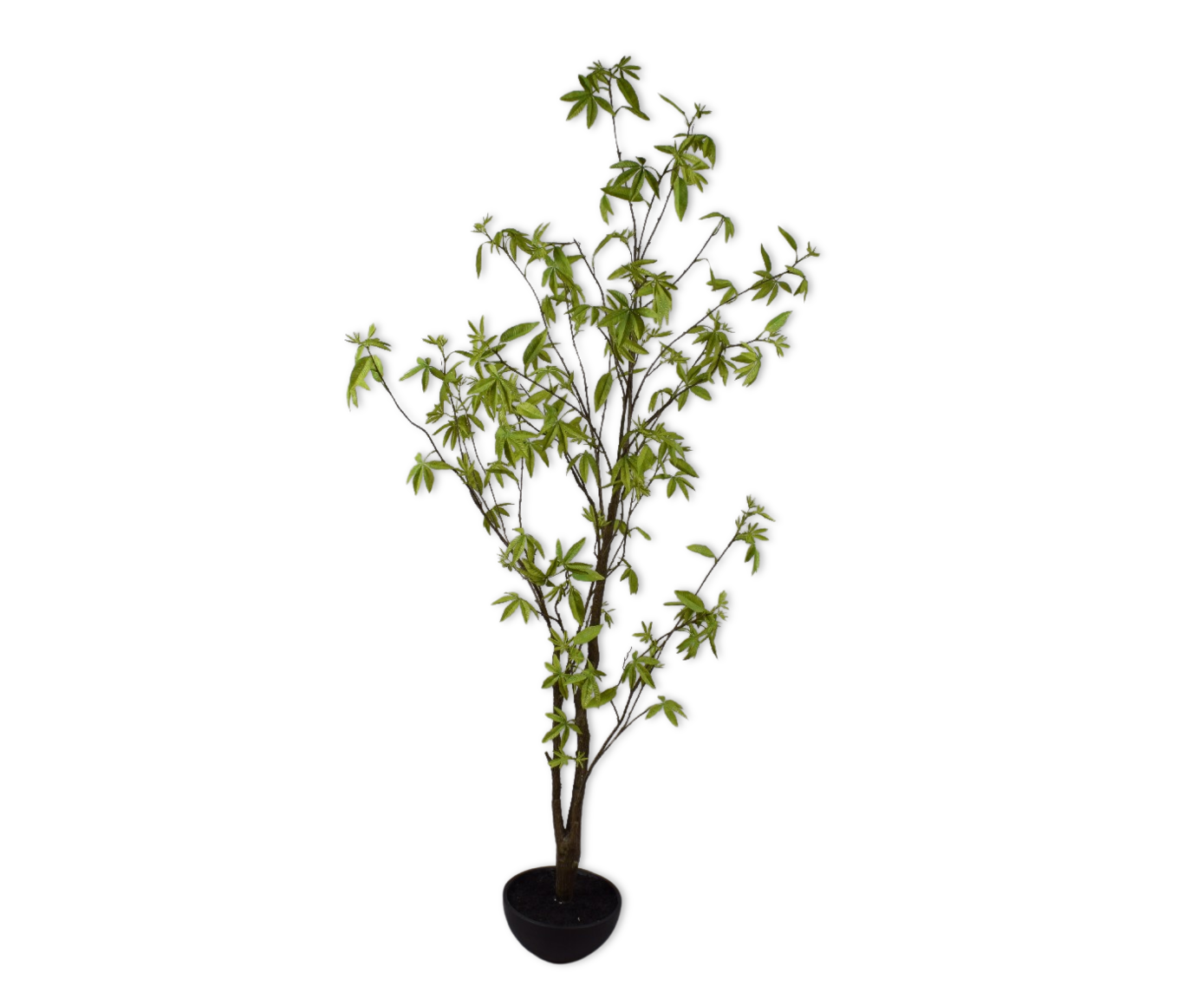 Plant Esdoorn Groen | 170 cm