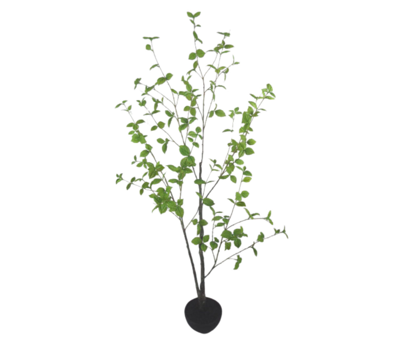 Plant Ficus Groen | 170 cm