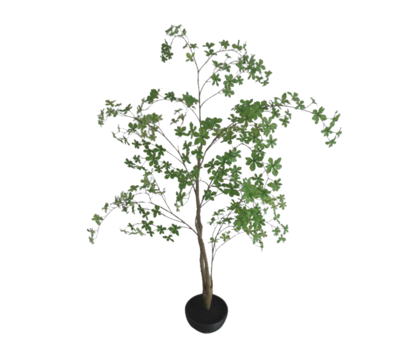 Plant Ficus Benjamina Groen | 185 cm