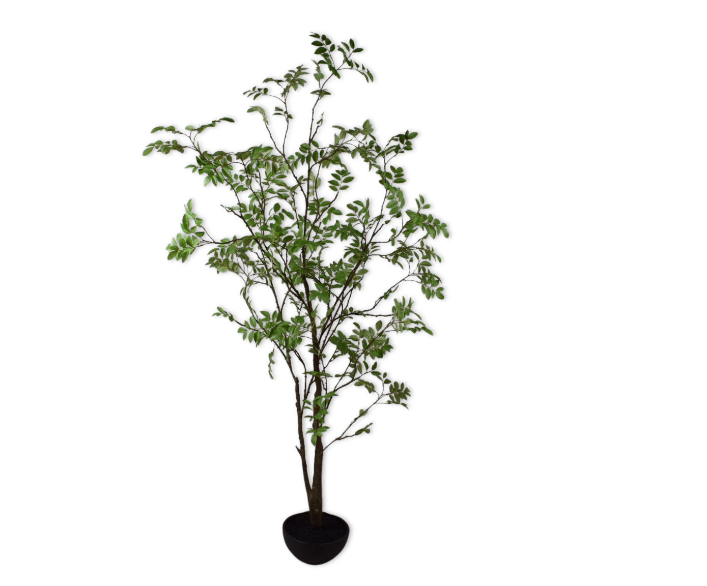 Plant Ficus Groen | 185 cm