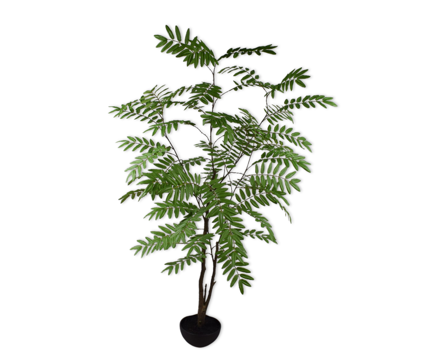 Plant Mahonia Groen | 170 cm