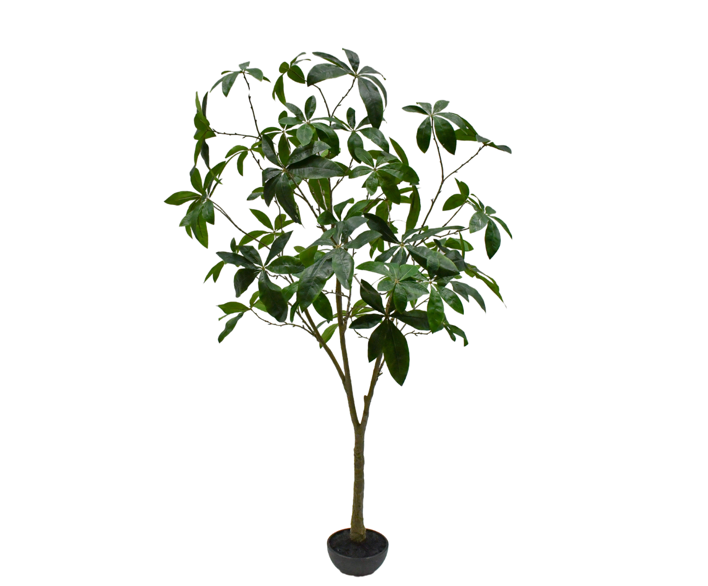 Plant Schefflera Groen | 205 cm