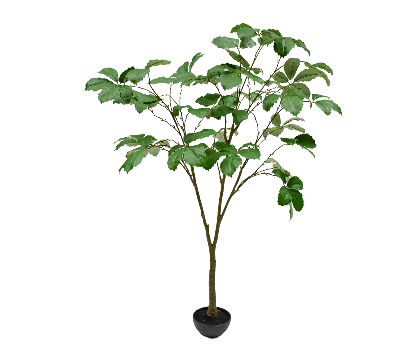 Plant Fatsia Japonica Groen | 205 cm