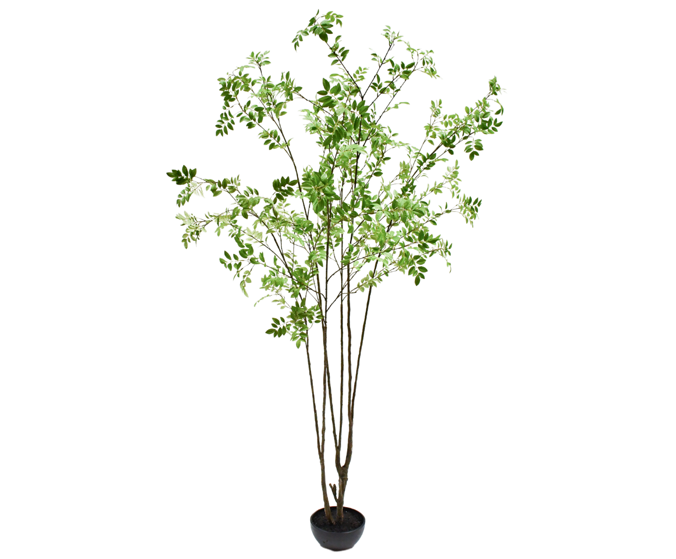 Plant Ficus Groen | 250 cm