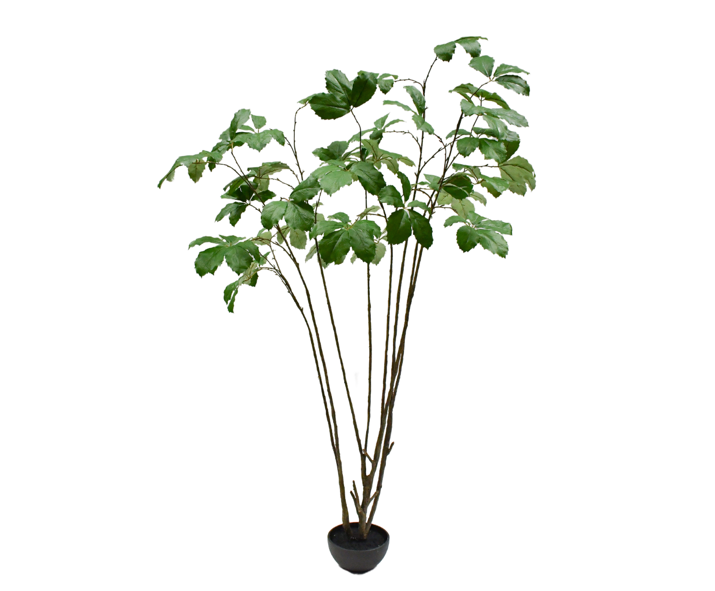 Plant Fatsia Japonica Groen | 230 cm