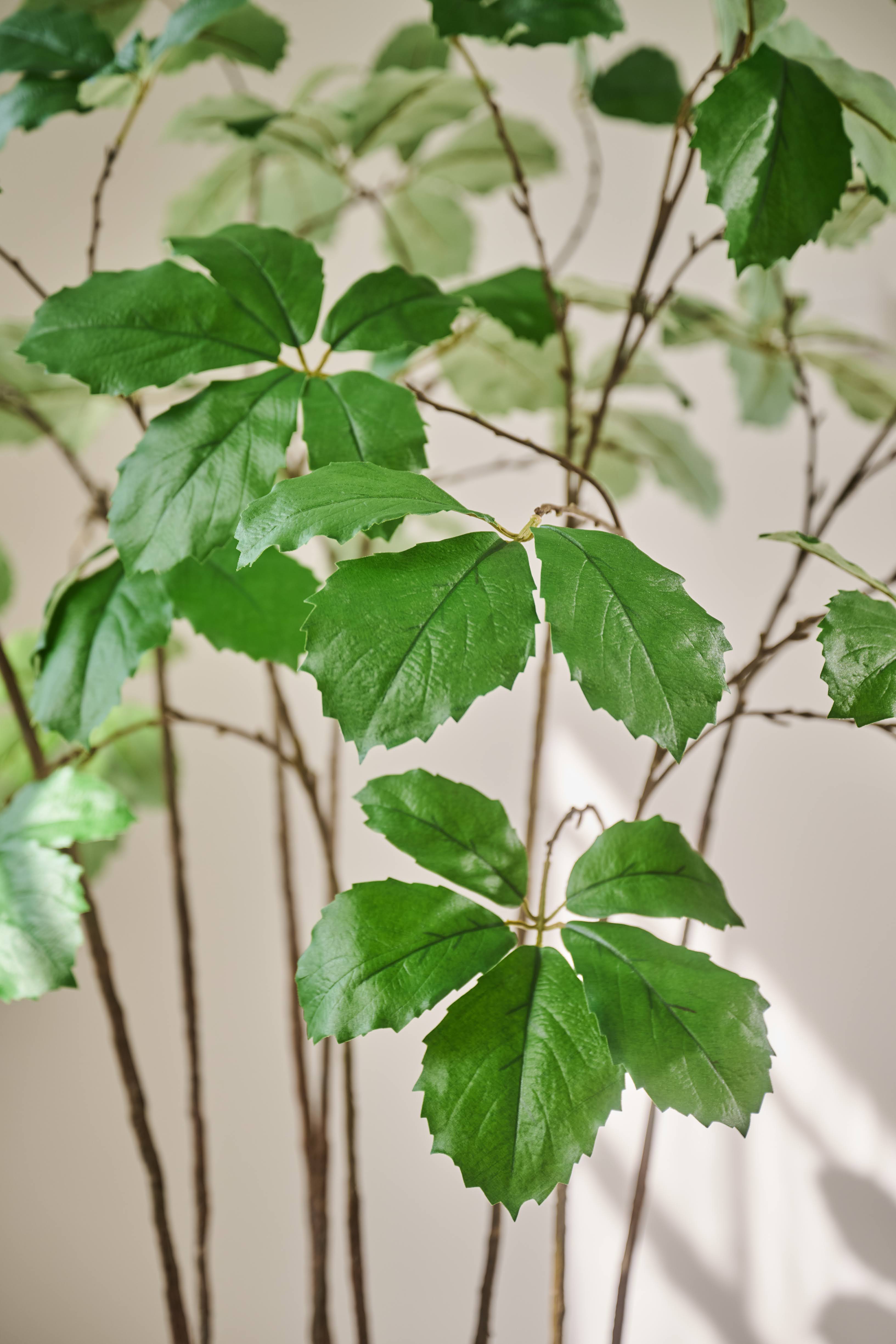 Plant Fatsia Japonica Groen | 230 cm