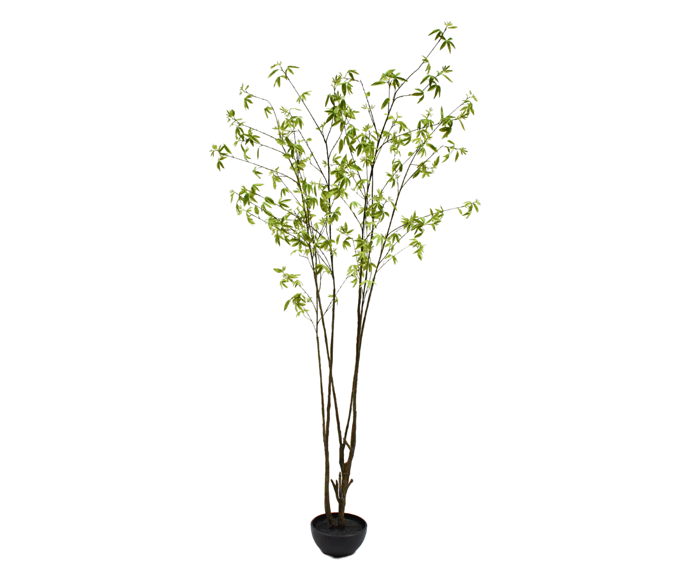 Plant Esdoorn Groen | 260 cm