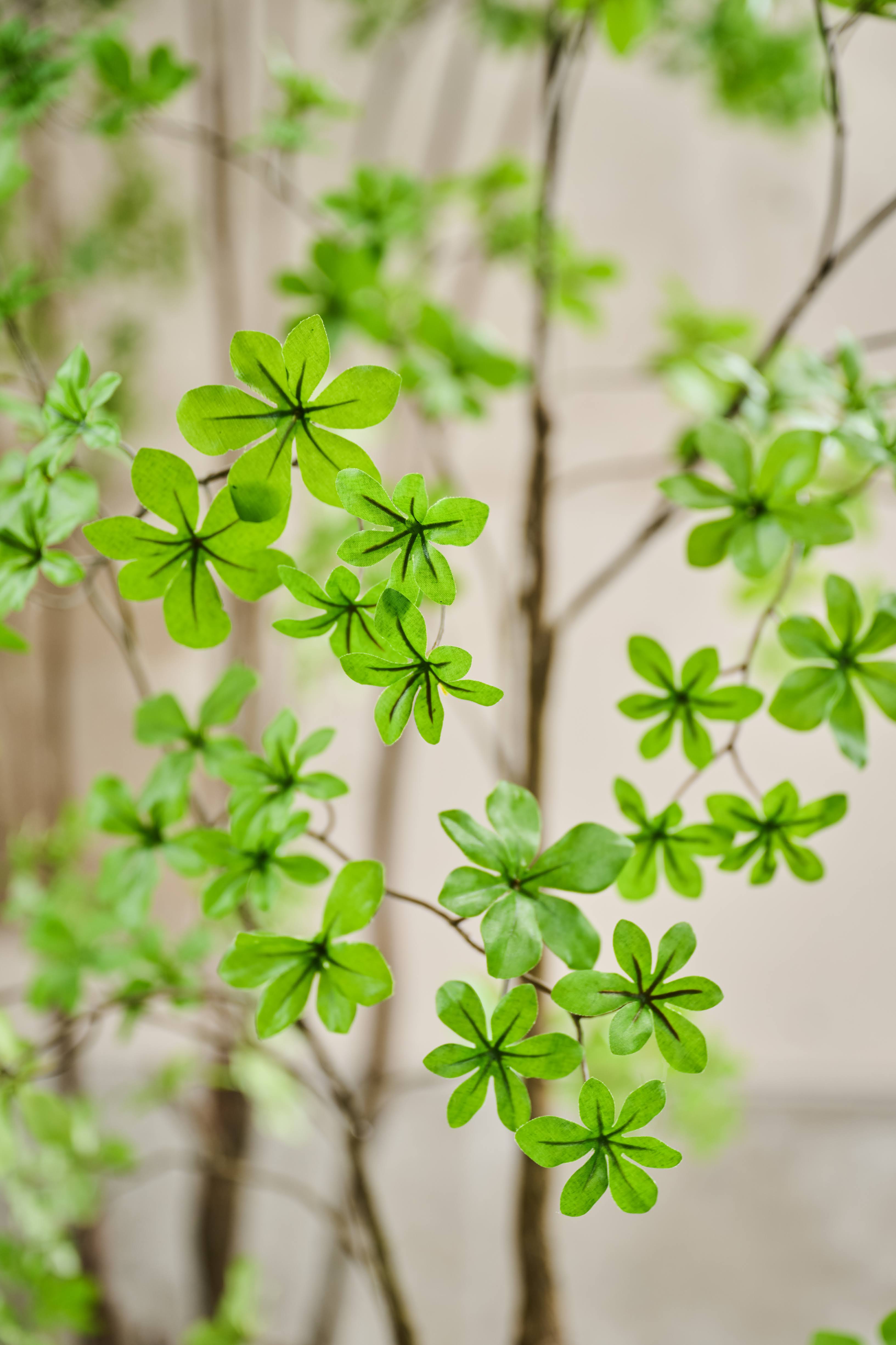 Plant Ficus Benjamina Groen FR | 250 cm