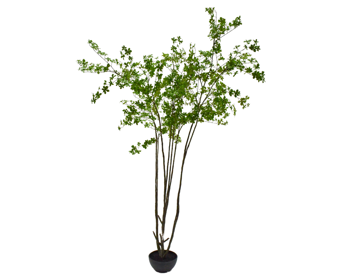 Plant Ficus Benjamina Groen | 250 cm