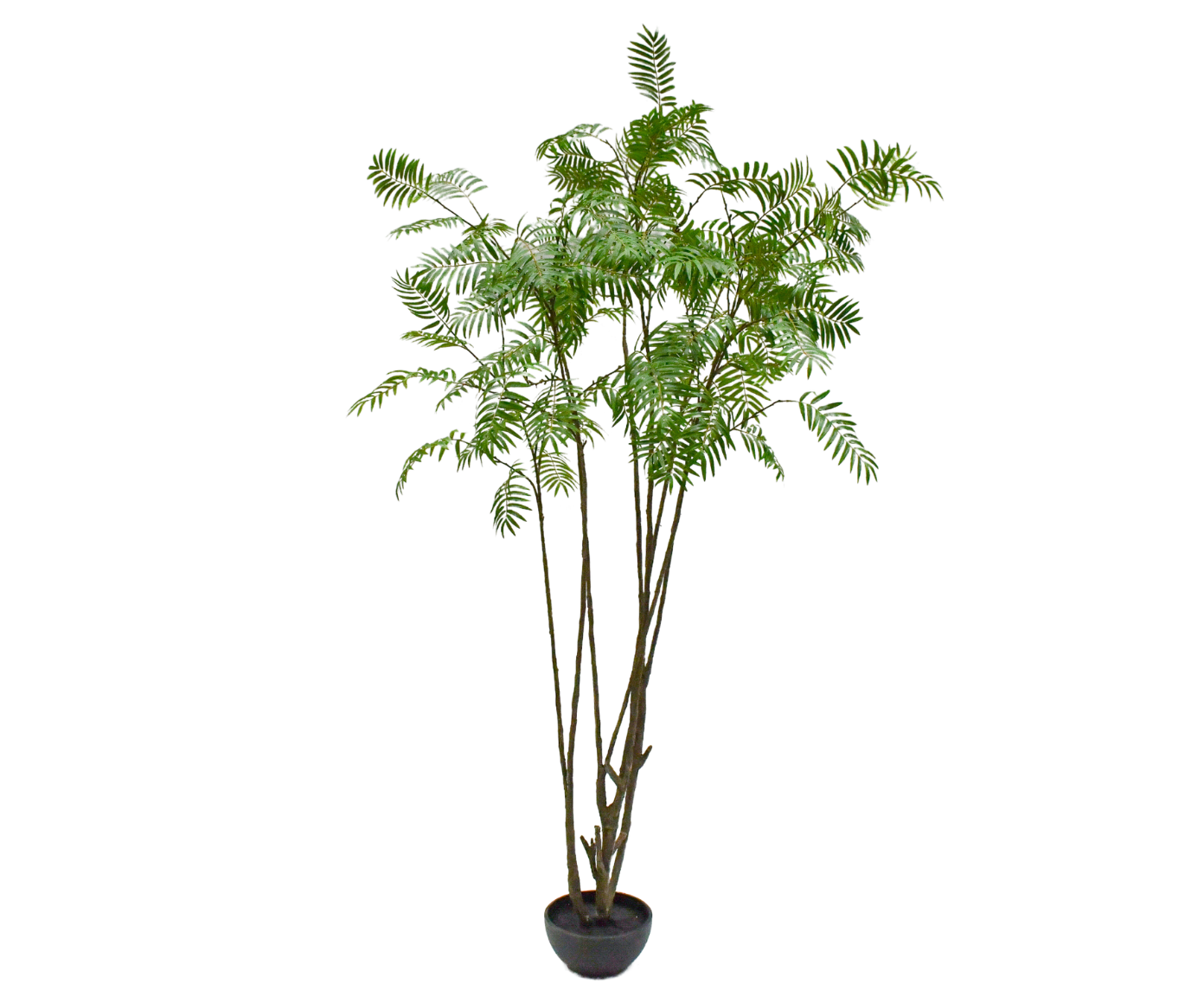 Plant Mimosa Groen | 240 cm