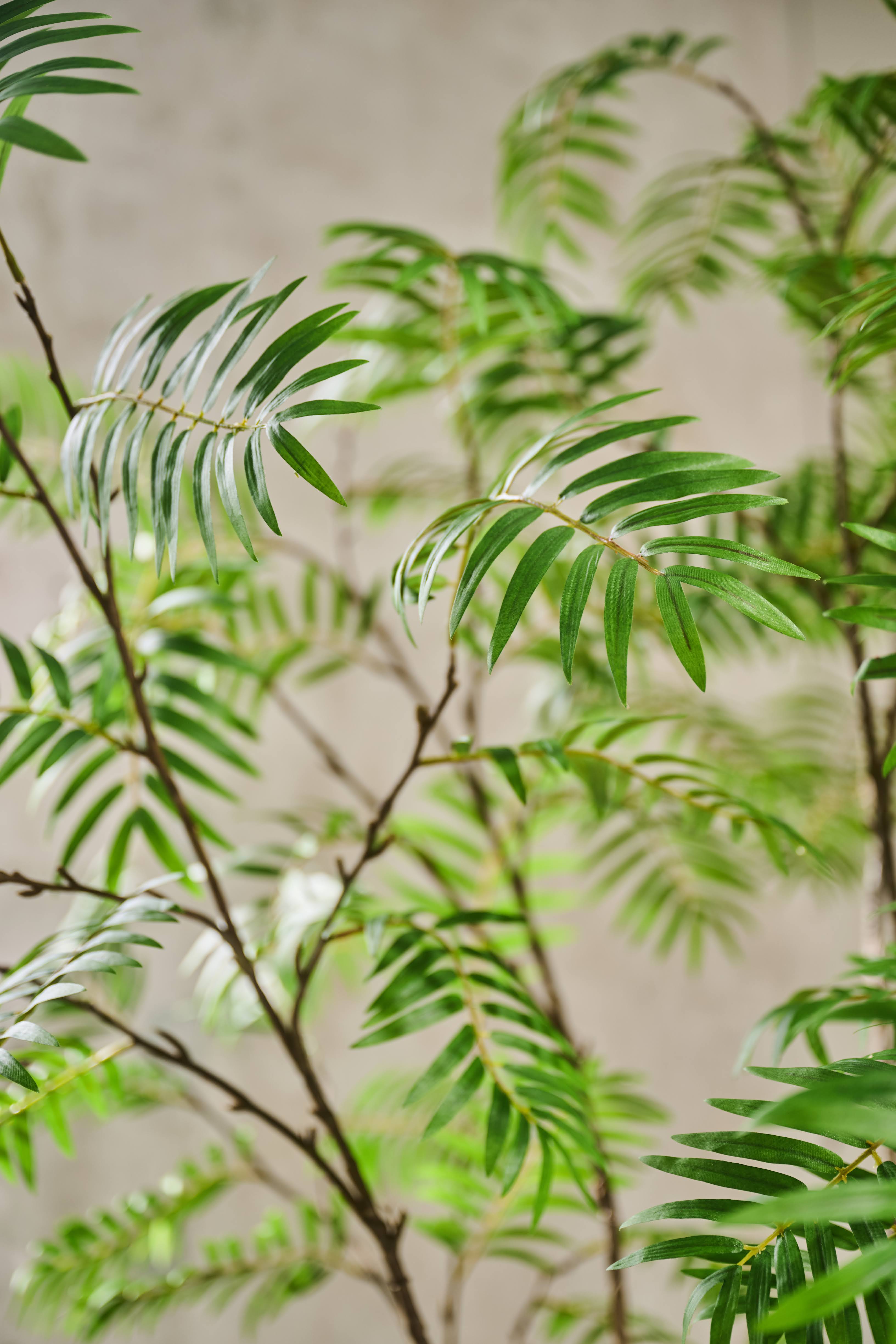 Plant Mimosa Groen | 240 cm