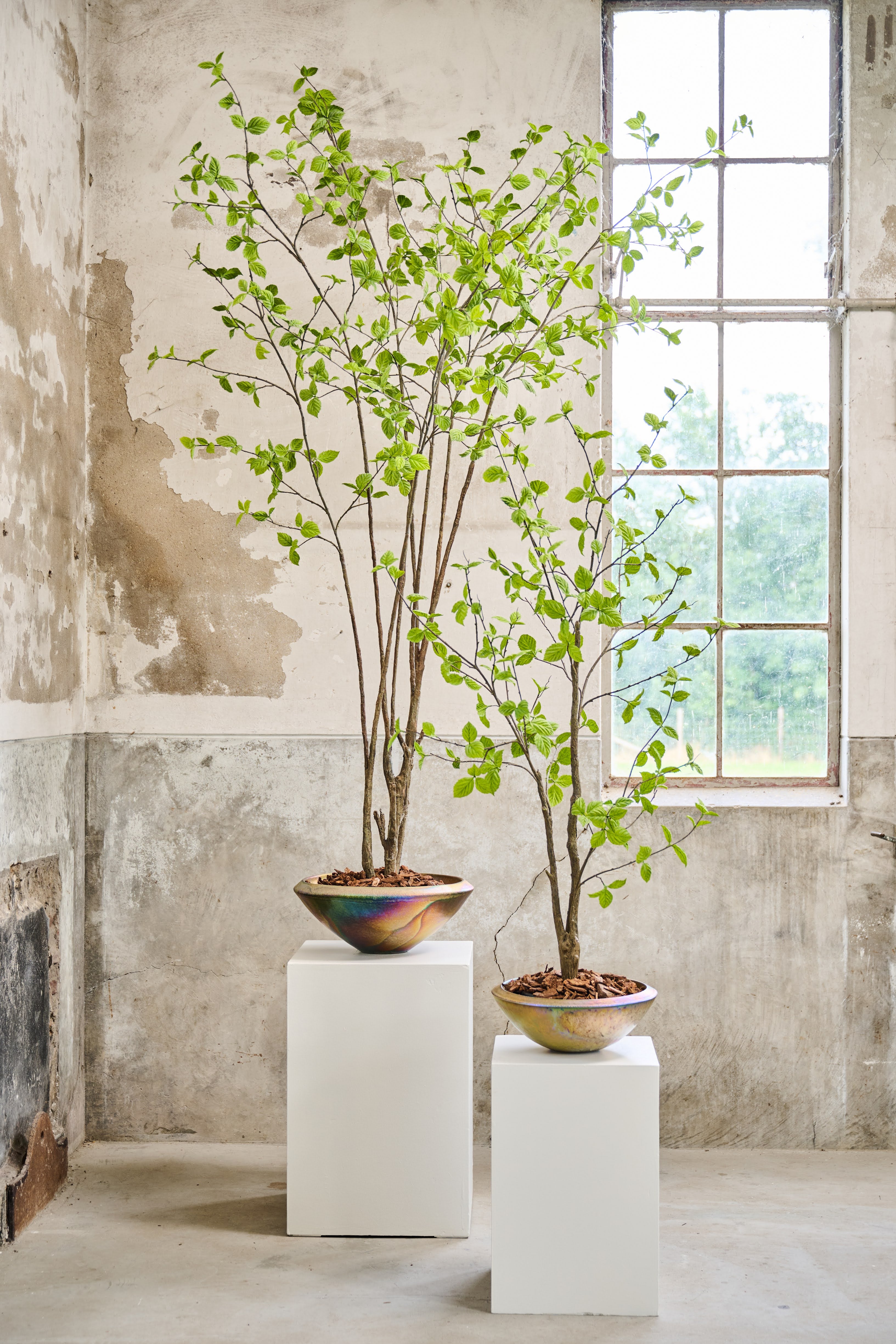 Plant Ficus Groen | 170 cm