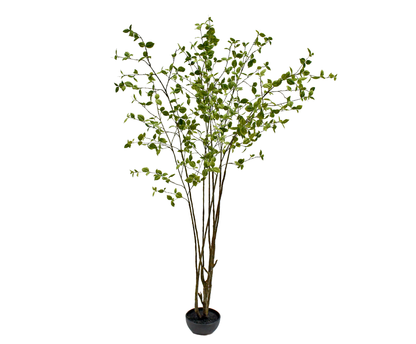 Plant Ficus Groen | 260 cm