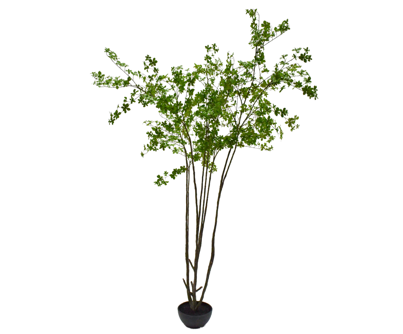 Plant Ficus Benjamina Groen FR | 250 cm