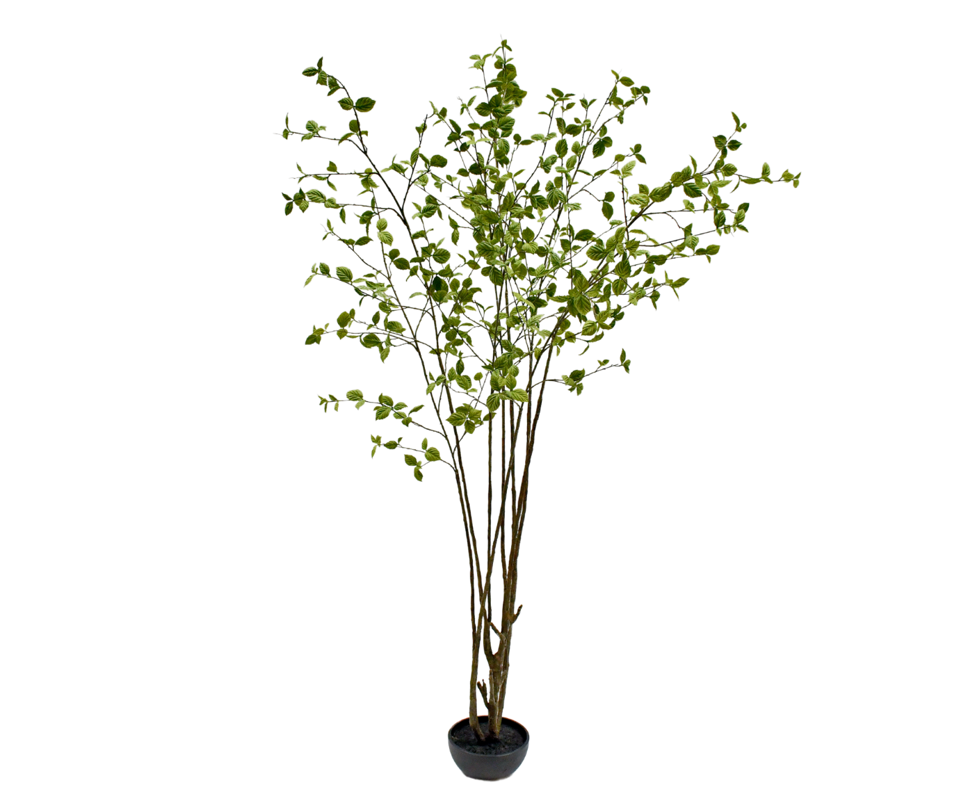 Plant Ficus Groen FR | 260 cm