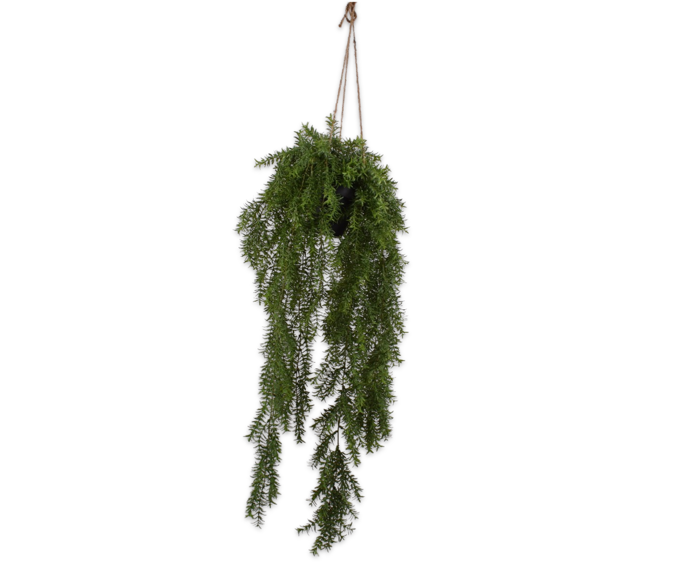 Hangplant Asparagus Groen | 105 cm