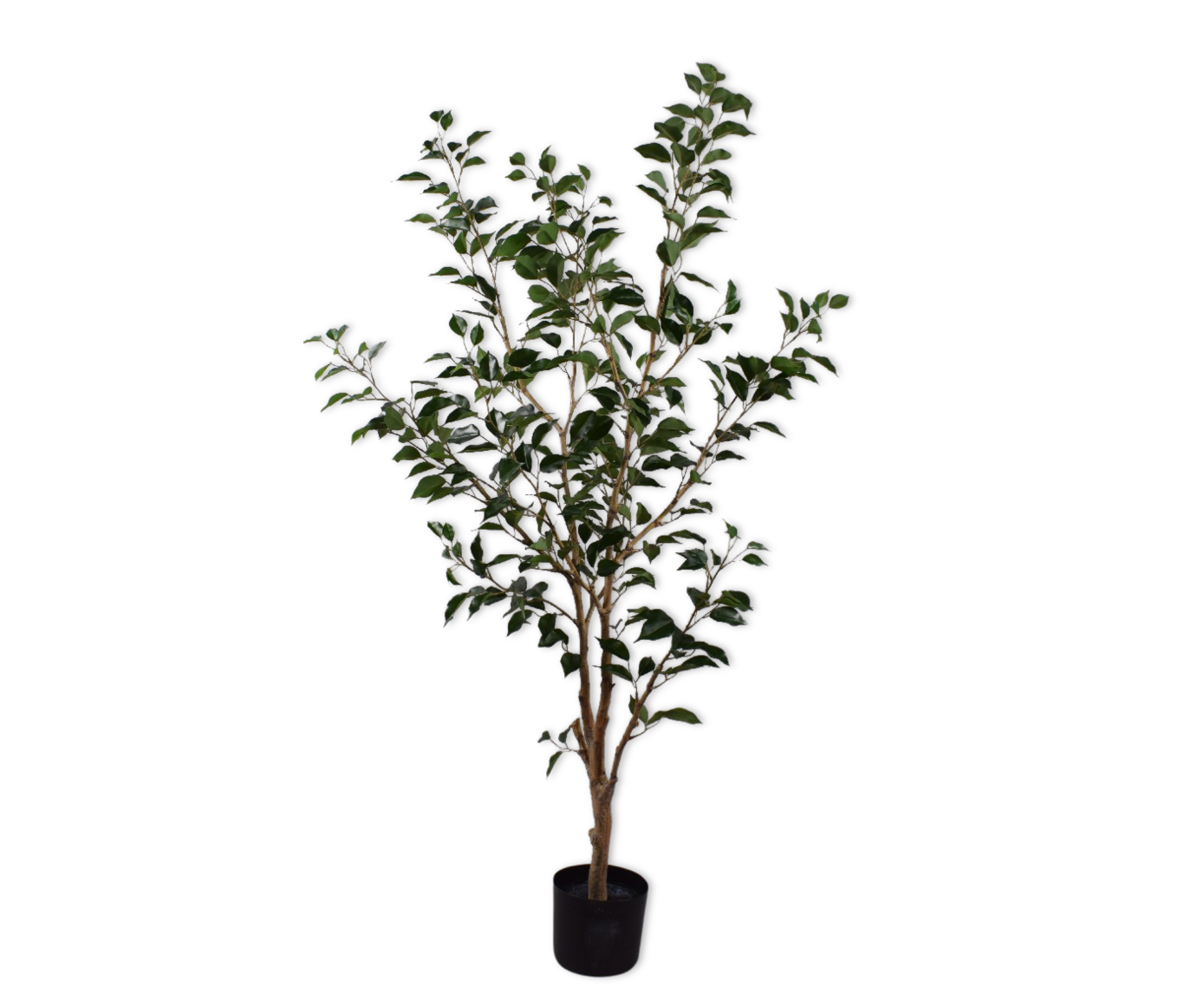 Plant Ficus Groen | 152 cm