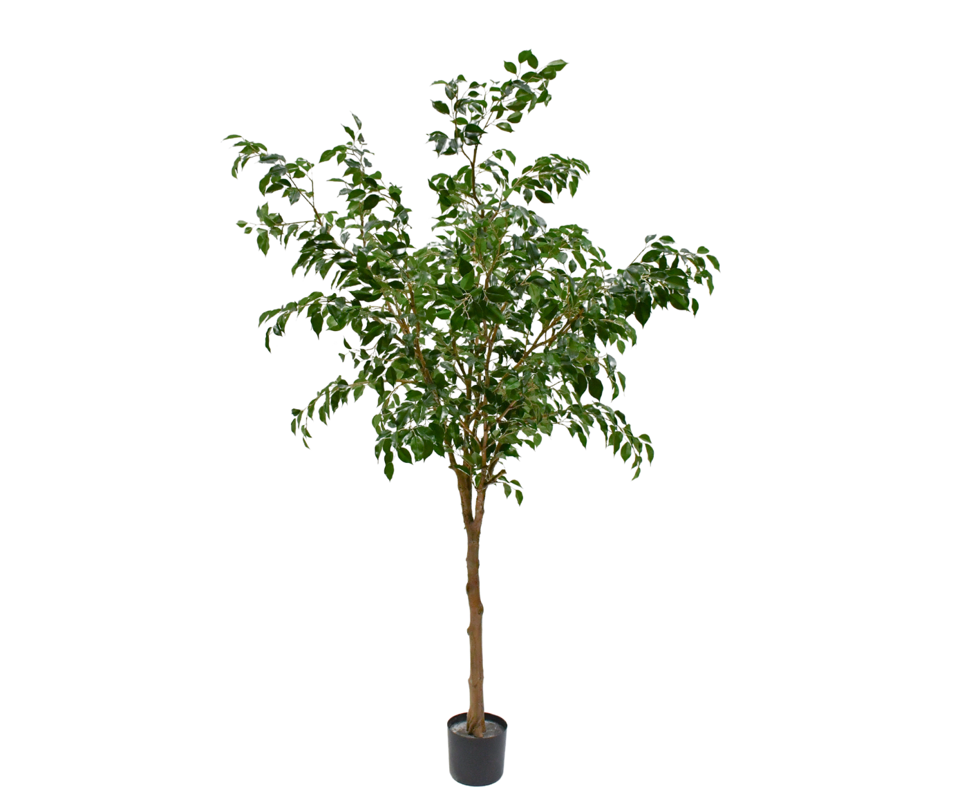 Boom Ficus Groen | 228 cm