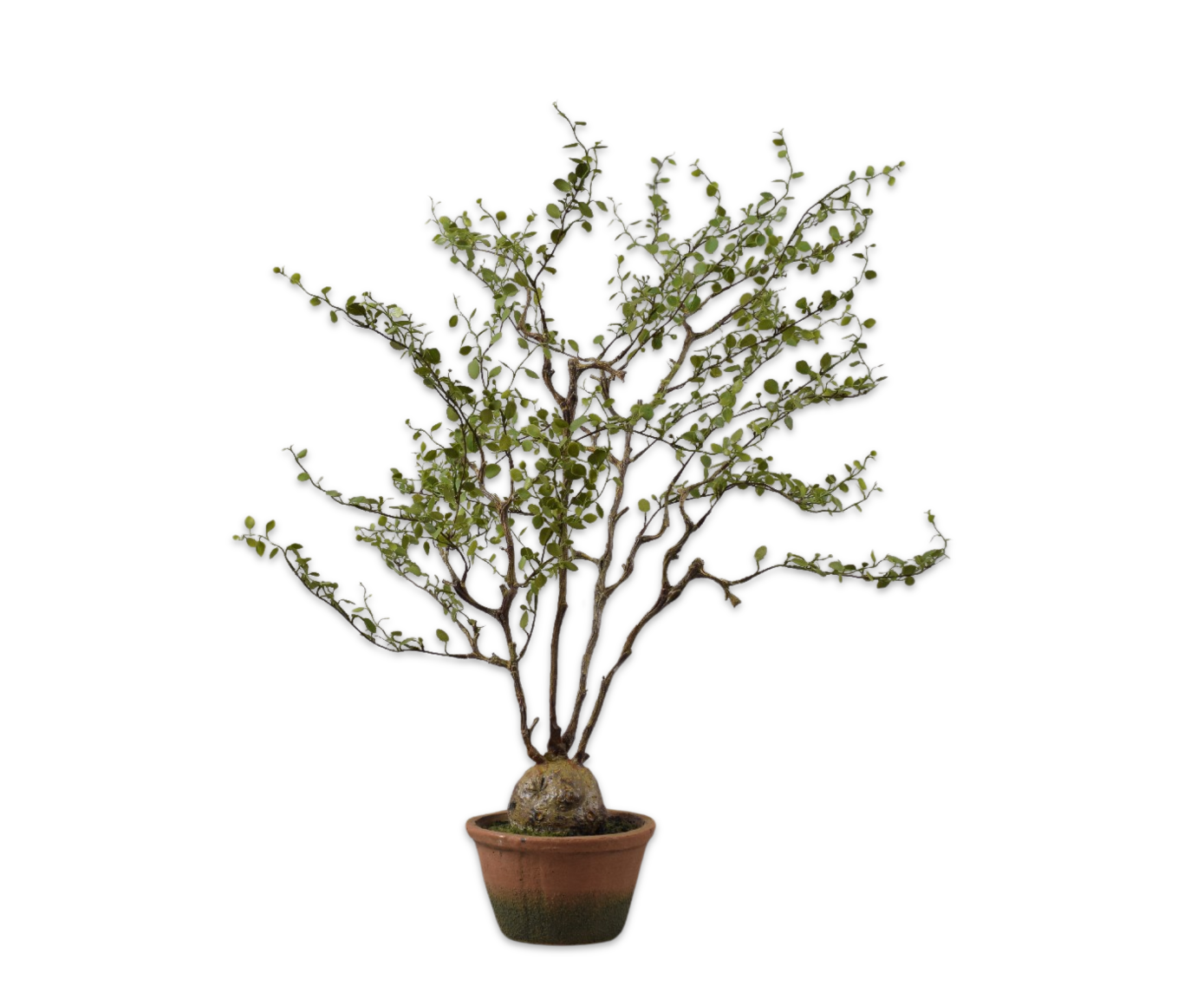 Plant Groen | 66 cm