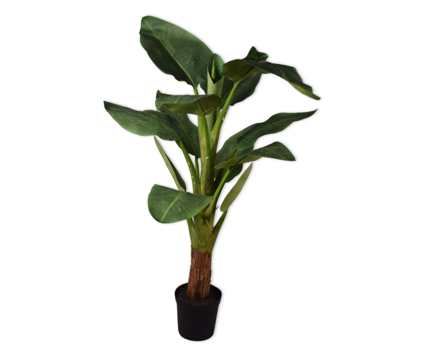 Plant Strelitzia Groen | 137 cm