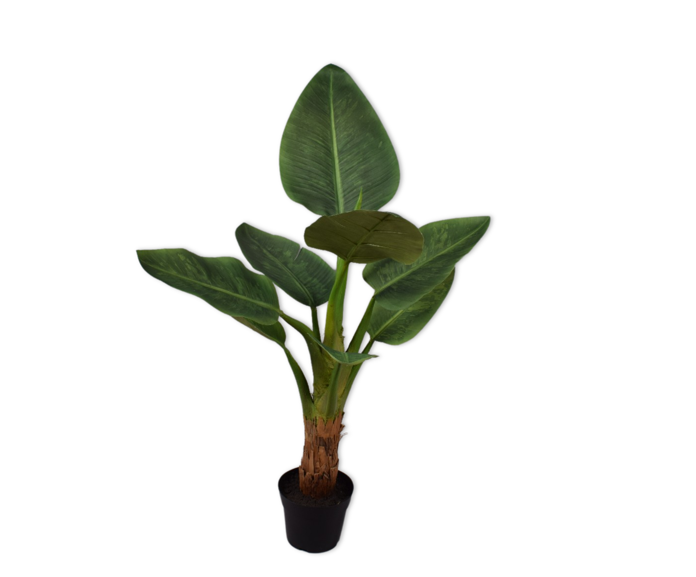 Plant Strelitzia Groen | 103 cm