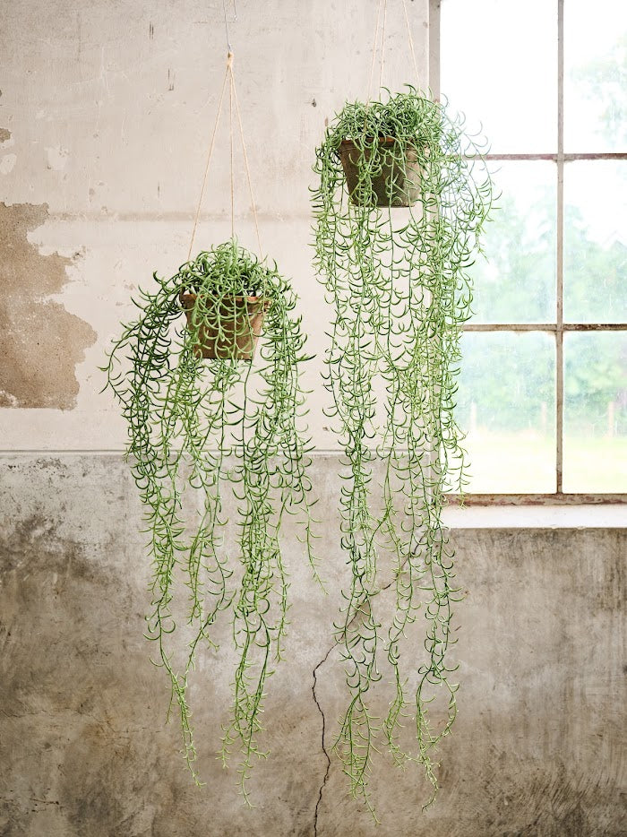 Hangplant Groen | 173 cm