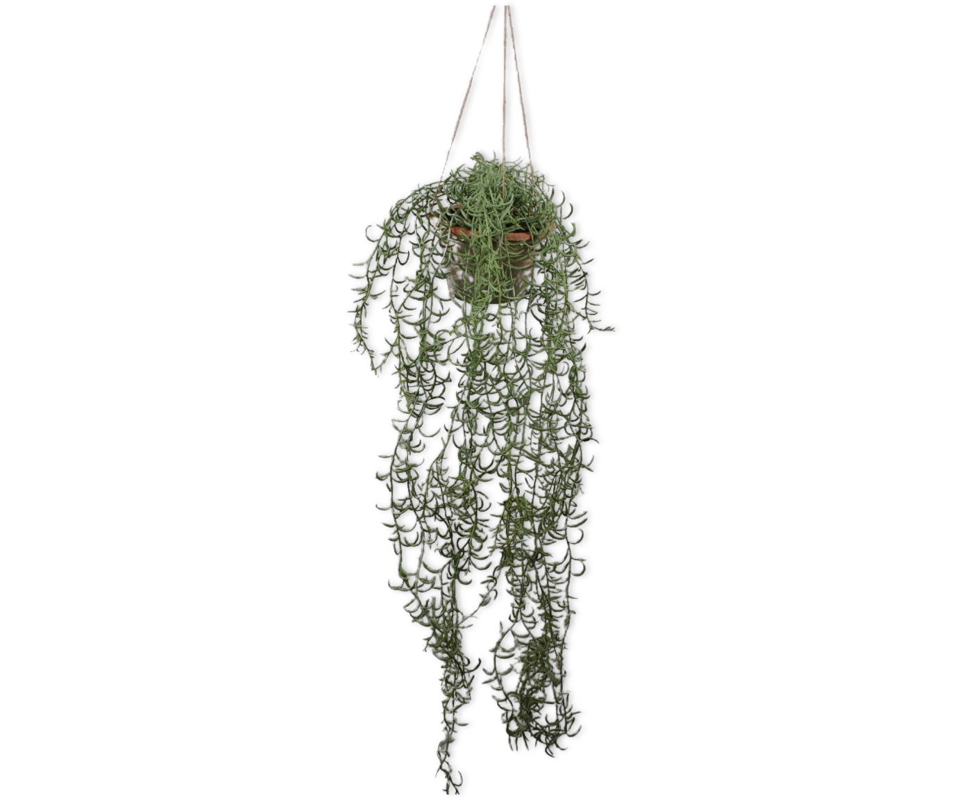 Hangplant Groen | 173 cm