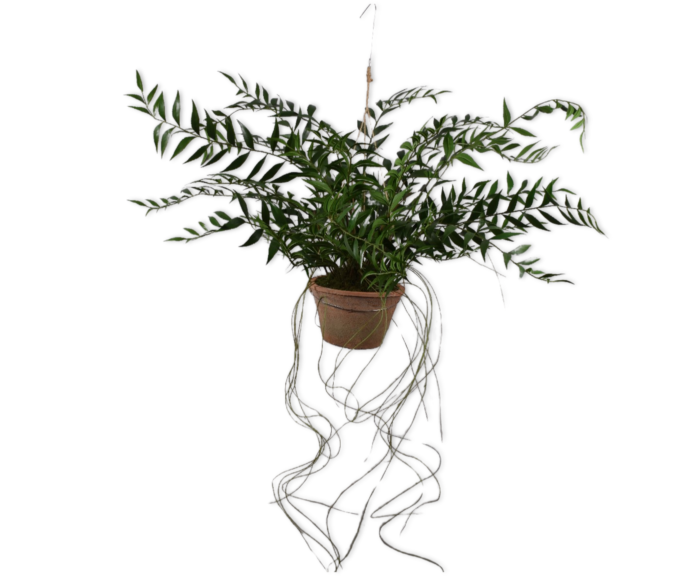 Hangplant Varen Groen | 71 cm