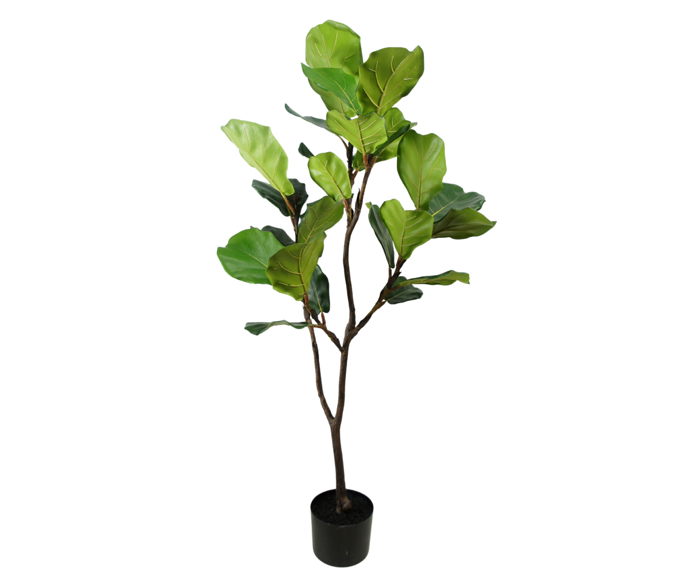 Plant Ficus Groen | 120 cm