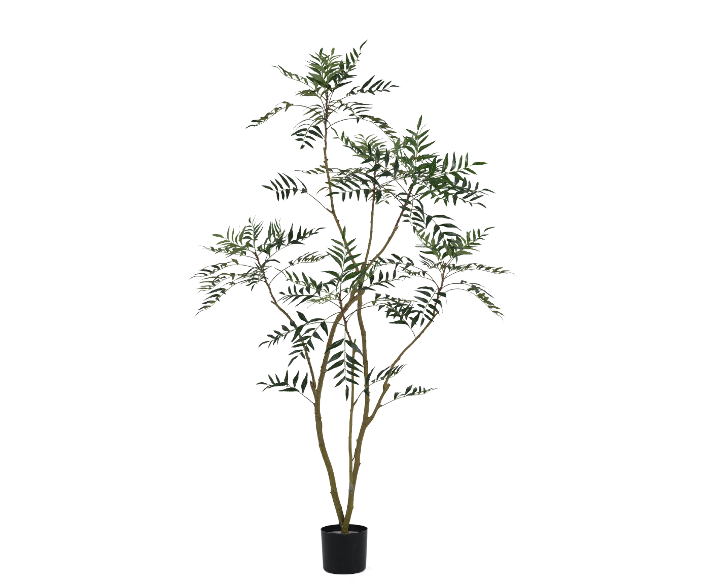 Plant Mahonie Groen | 180 cm