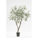 Olijfboom Groen | 198 cm