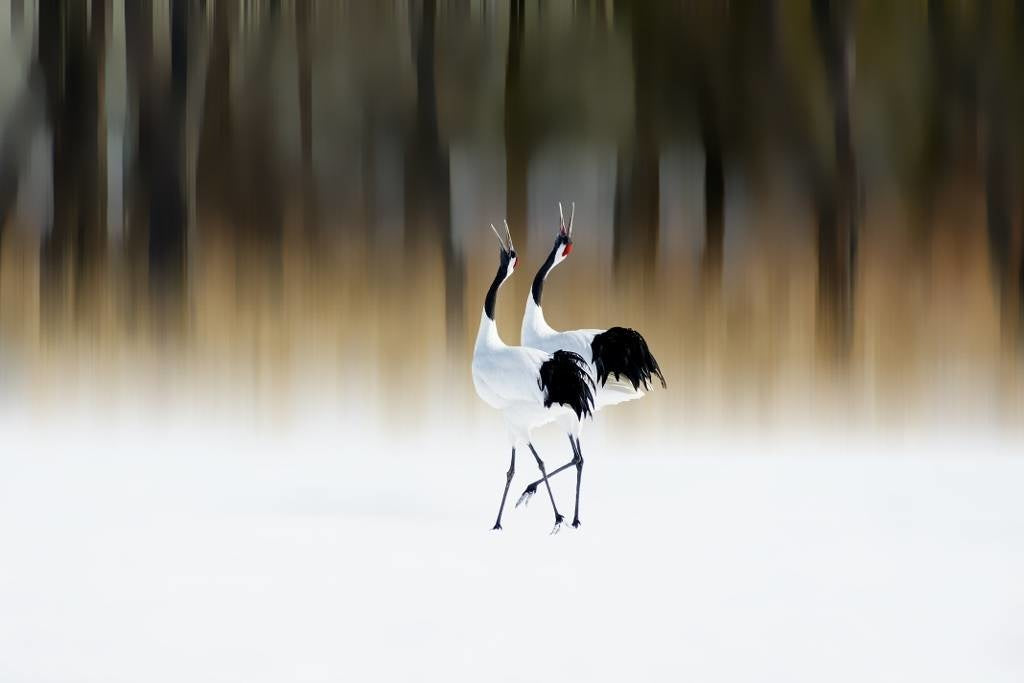 A red-crested white crane