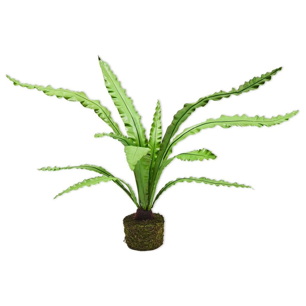 Asplenium Varen Groen H149