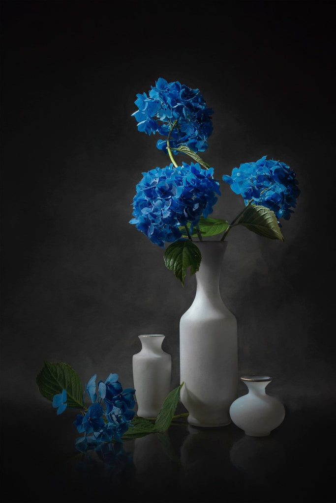 Blue Hydrangea