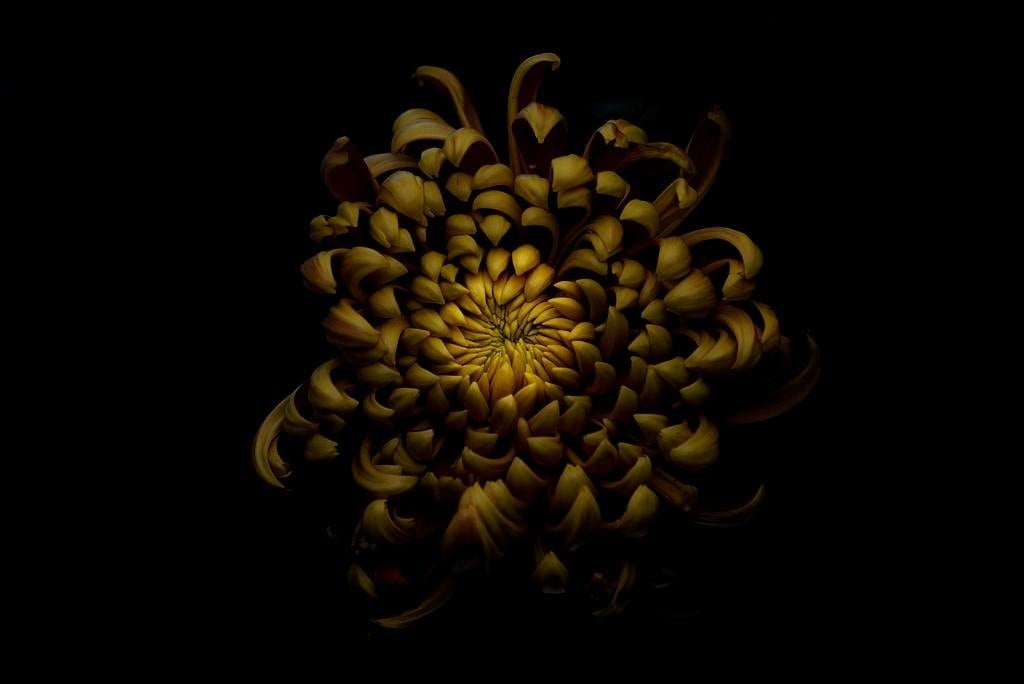 Chrysanthemum