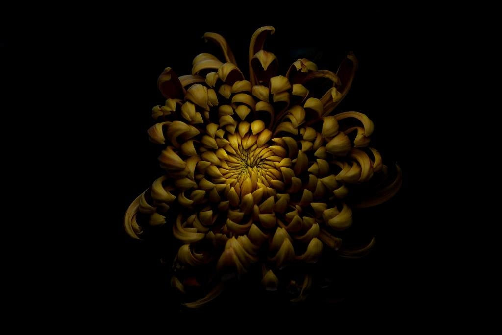 Chrysanthemum