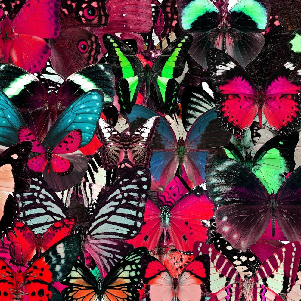 Colorful butterflies