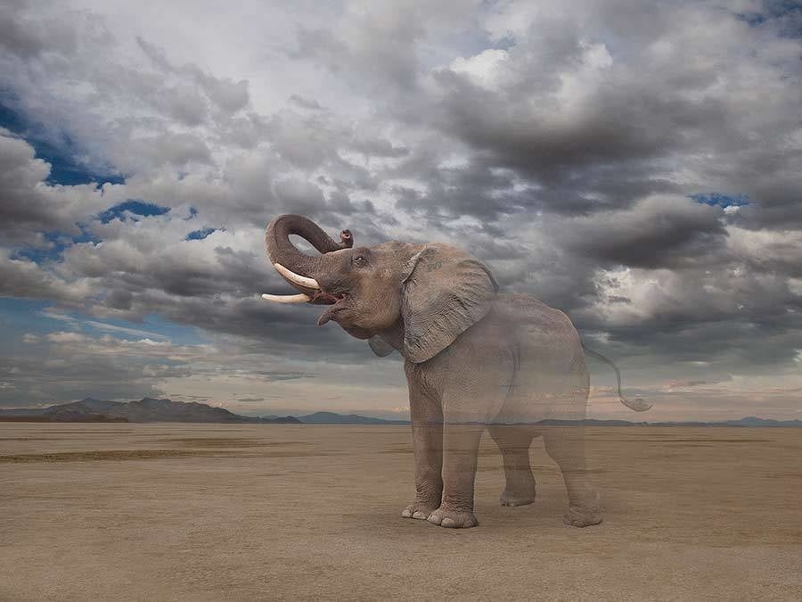 Elephant landscape