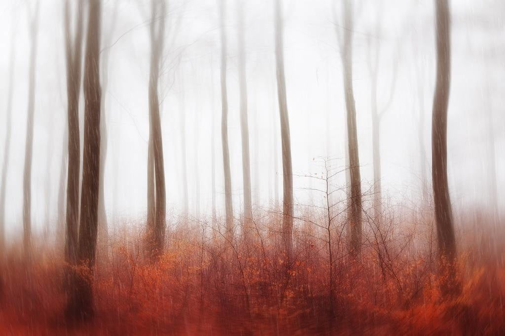 Endless woods