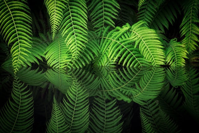 Fern Reflection