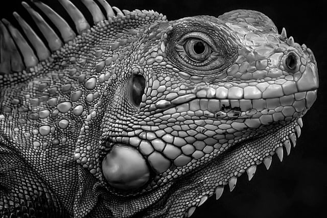 Firm look of iguana