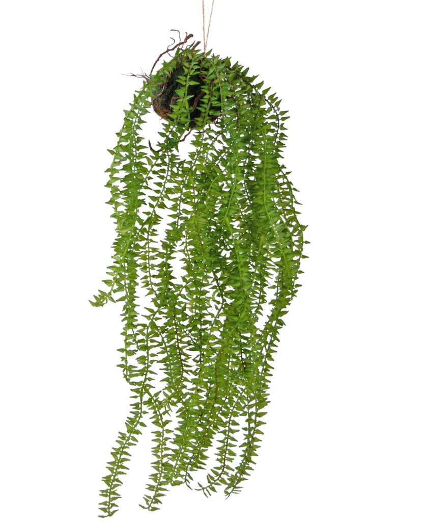 Hangplant Phlegmariurus Bal Groen | 55 cm