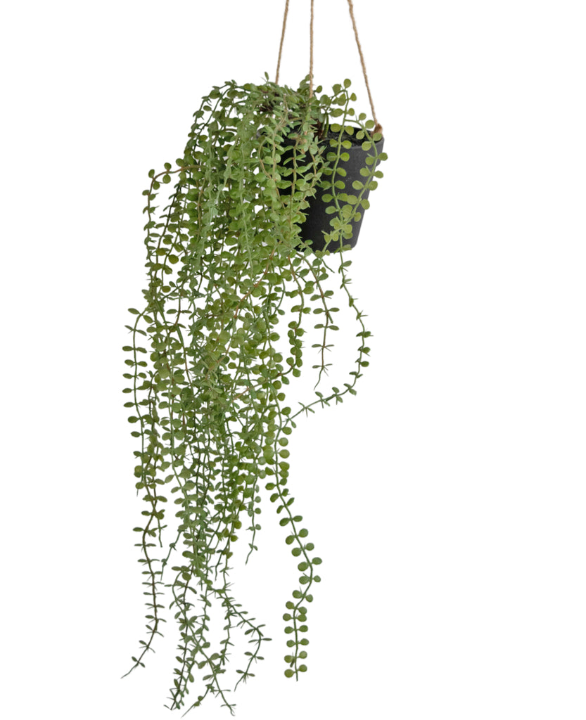 Hangplant Pumila Groen | 81 cm