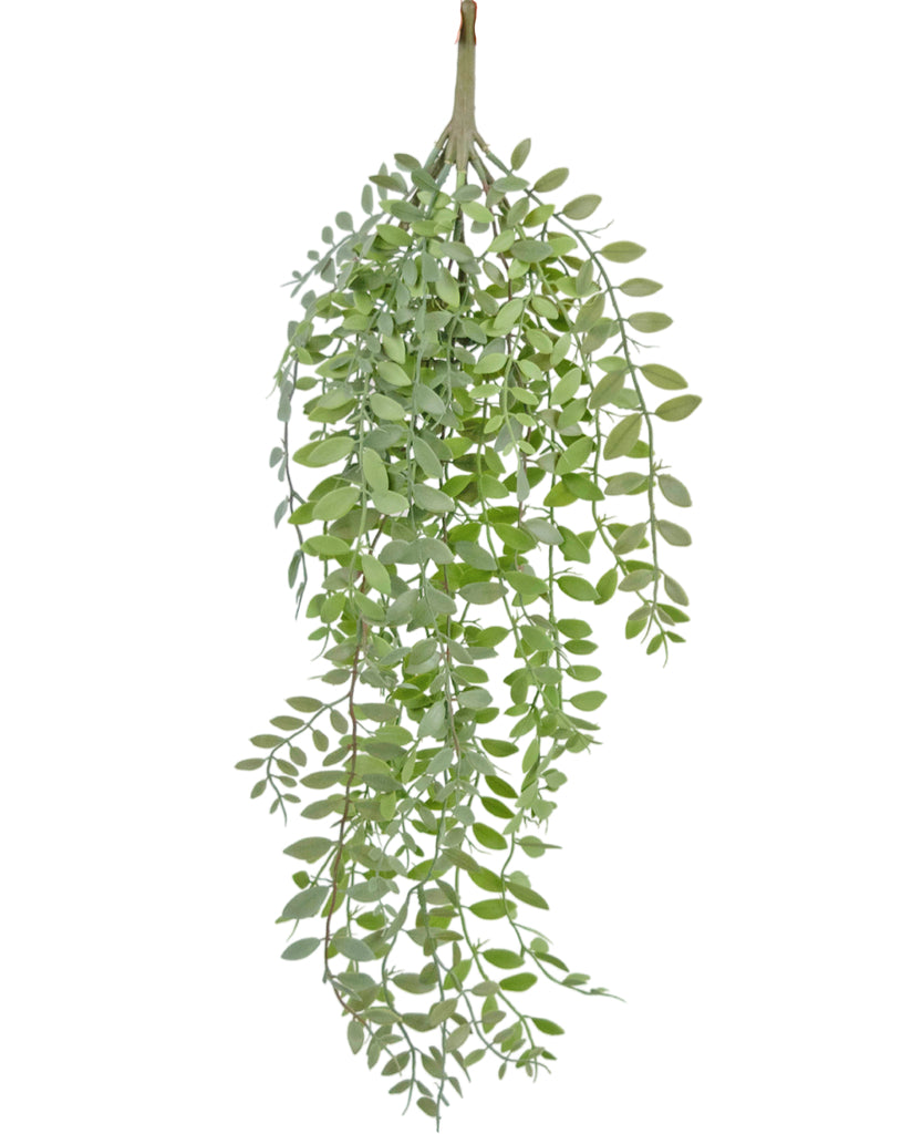 Hangplant Pumila/Eucalyptus Groen | 76 cm