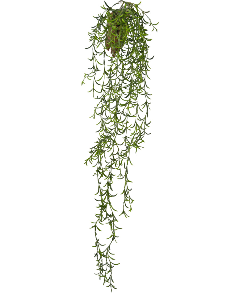 Hangplant Senecio Groen | 86 cm