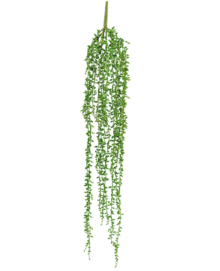 Hangplant Senecio Groen | 91 cm