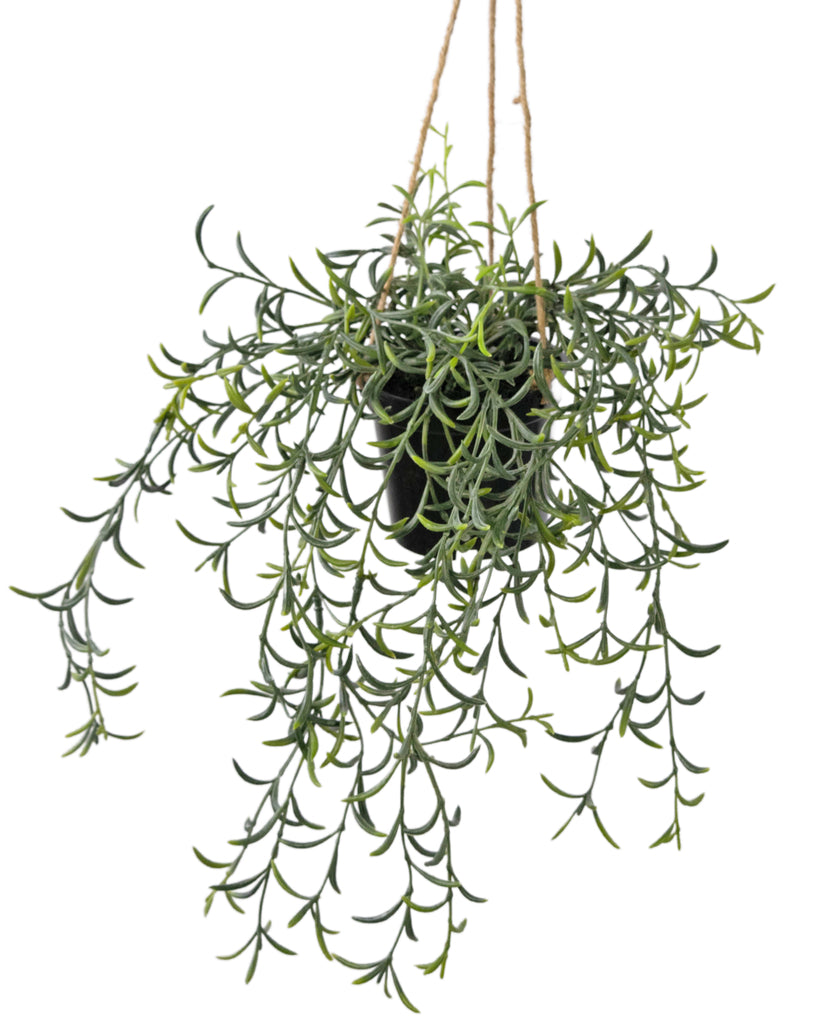 Hangplant Senecio Met Pot Groen | 35 cm