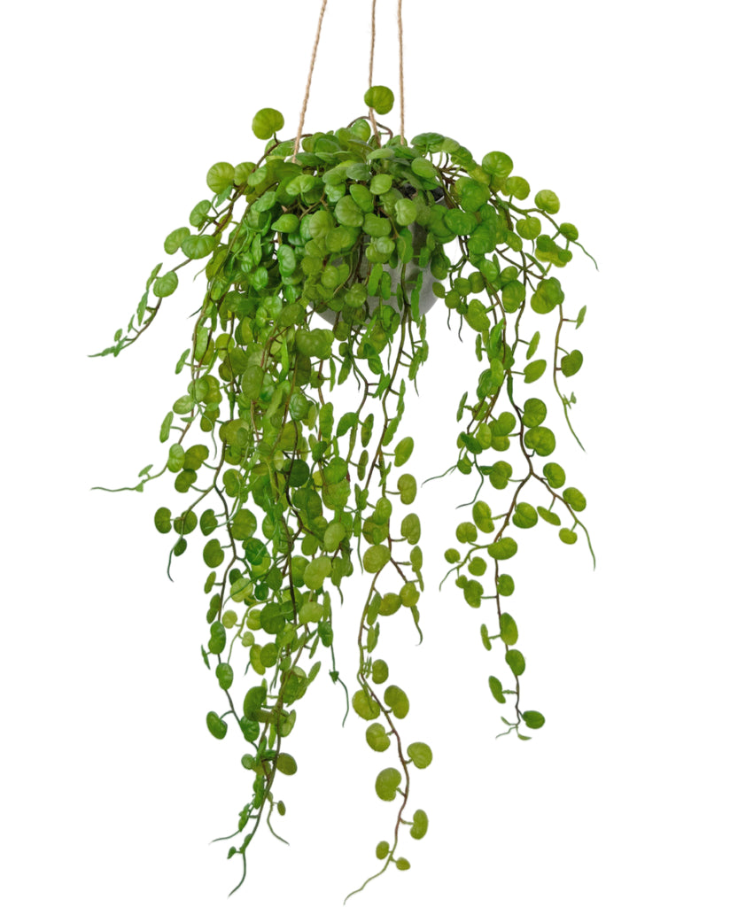 Hangplant Vetplant Groen | 53 cm